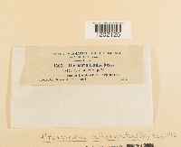 Alternaria alternata image