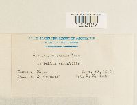 Alternaria alternata image