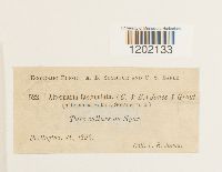 Alternaria alternata image