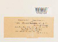 Alternaria alternata image