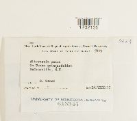 Alternaria panax image