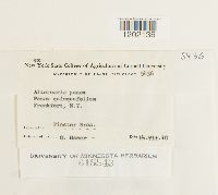 Alternaria panax image