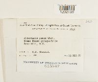 Alternaria panax image