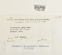 Alternaria panax image