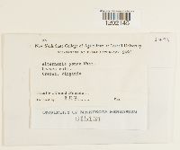 Alternaria panax image