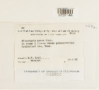 Alternaria panax image