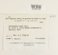 Alternaria panax image