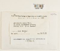 Alternaria panax image