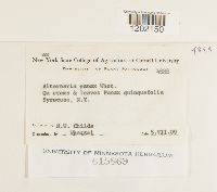 Alternaria panax image