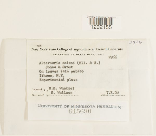 Alternaria solani image