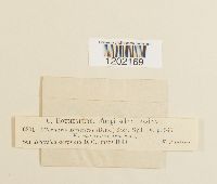 Thumbnail image of current specimen