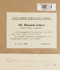 Alternaria crassa image