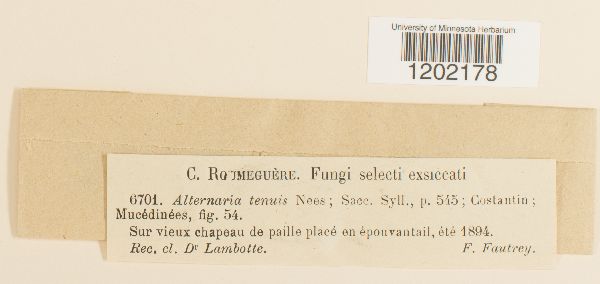 Alternaria alternata image