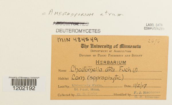 Amerosporium atrum image