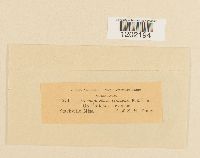 Media resource of Amerosporium dolichi