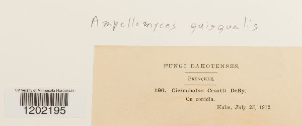 Ampelomyces quisqualis image