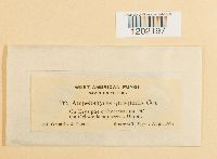 Ampelomyces quisqualis image