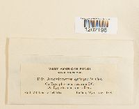 Ampelomyces quisqualis image