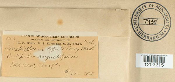 Amphisphaeria populi image