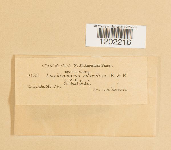 Amphisphaeria subiculosa image