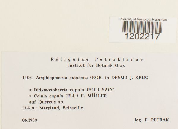 Leiosphaerella succinea image