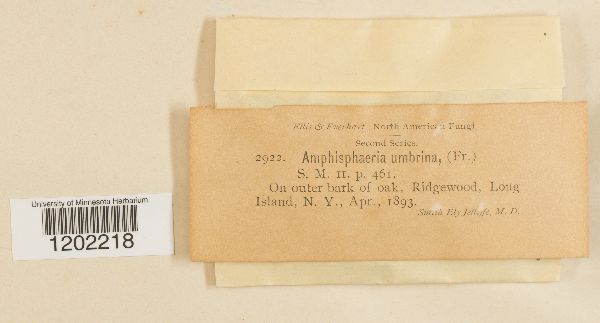 Amphisphaeria umbrina image