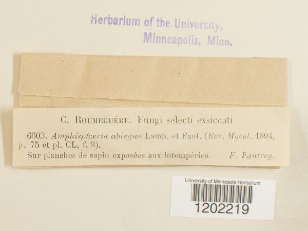 Amphisphaeria abiegna image