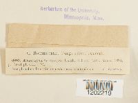 Media resource of Amphisphaeria abiegna