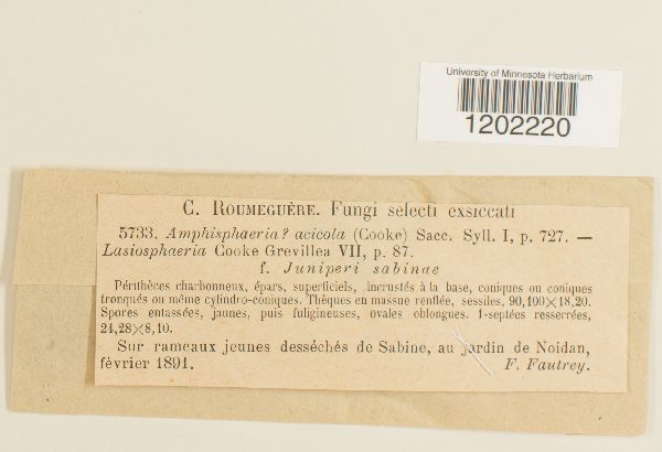 Amphisphaeria acicola image