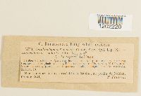 Media resource of Amphisphaeria acicola