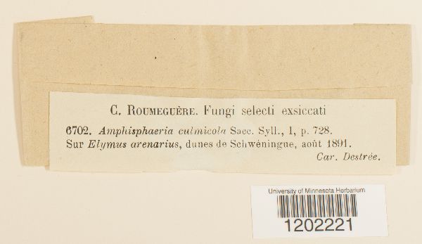 Amphisphaeria culmicola image