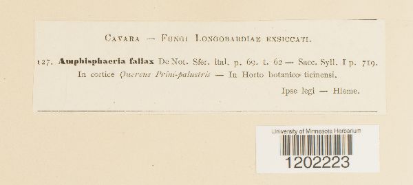 Amphisphaeria fallax image