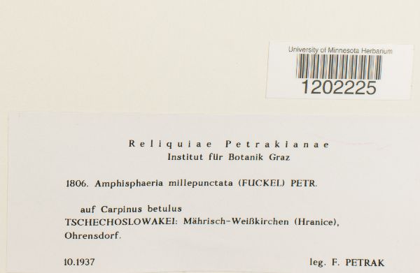 Amphisphaeria millepunctata image