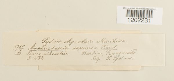 Amphisphaeria sapinea image