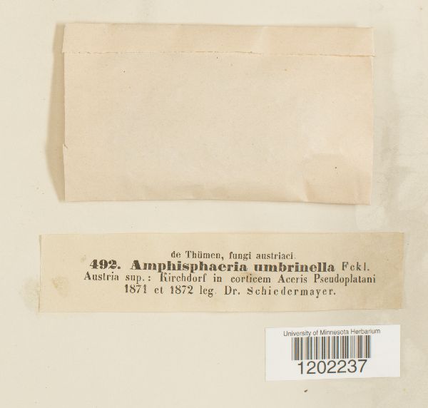 Amphisphaeria umbrinella image