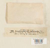 Image Associated With the Occurrence