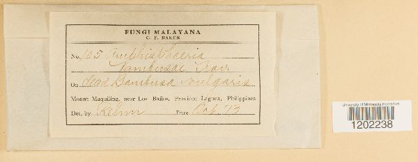 Amphisphaeria bambusae image