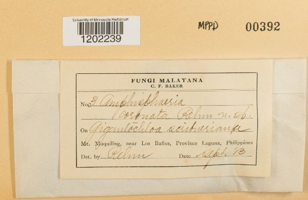 Amphisphaeria coronata image