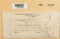 Media resource of Amphisphaeria coronata