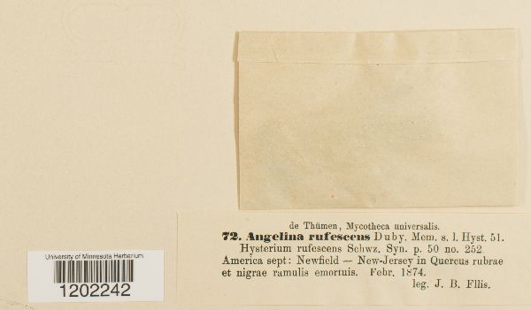 Angelina rufescens image