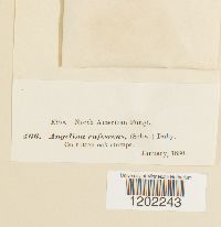 Angelina rufescens image