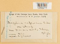 Angelina rufescens image