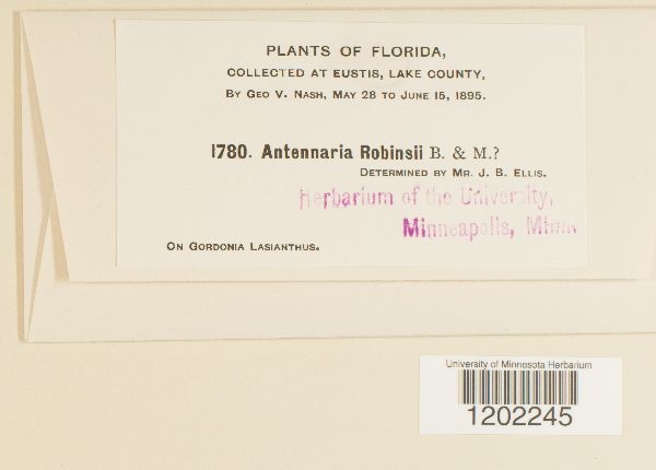 Antennaria robinsonii image