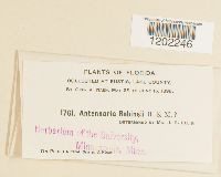 Antennaria robinsonii image