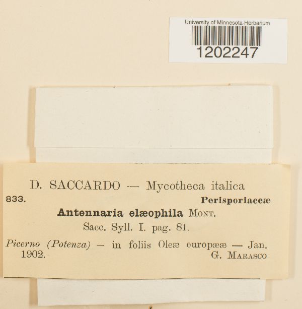 Antennaria elaeophila image