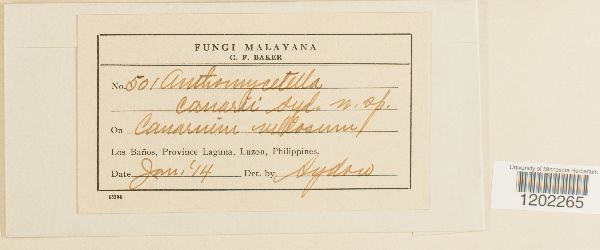 Anthomycetella canarii image