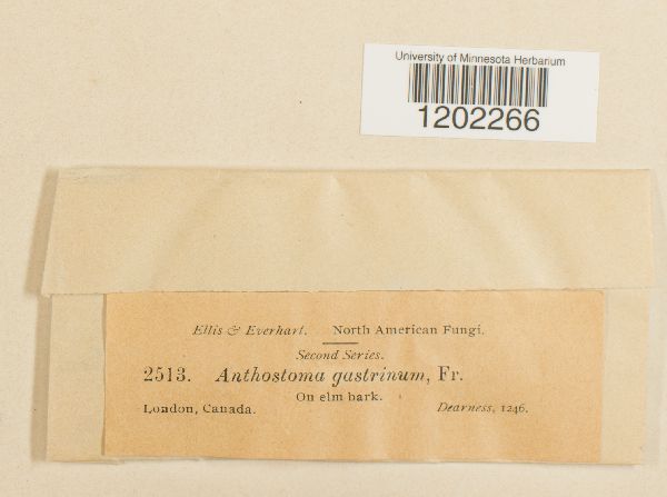 Anthostoma gastrinum image
