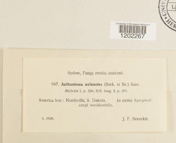 Anthostoma melanotes image