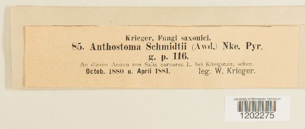 Anthostoma schmidtii image