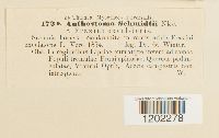 Anthostoma schmidtii image